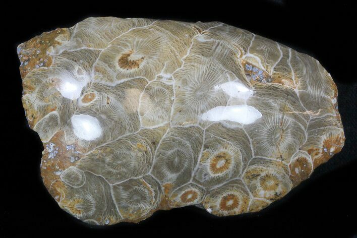Polished Fossil Coral - Morocco #35318